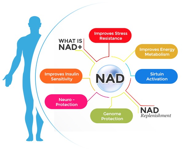 What is NAD Vitamin Therapy